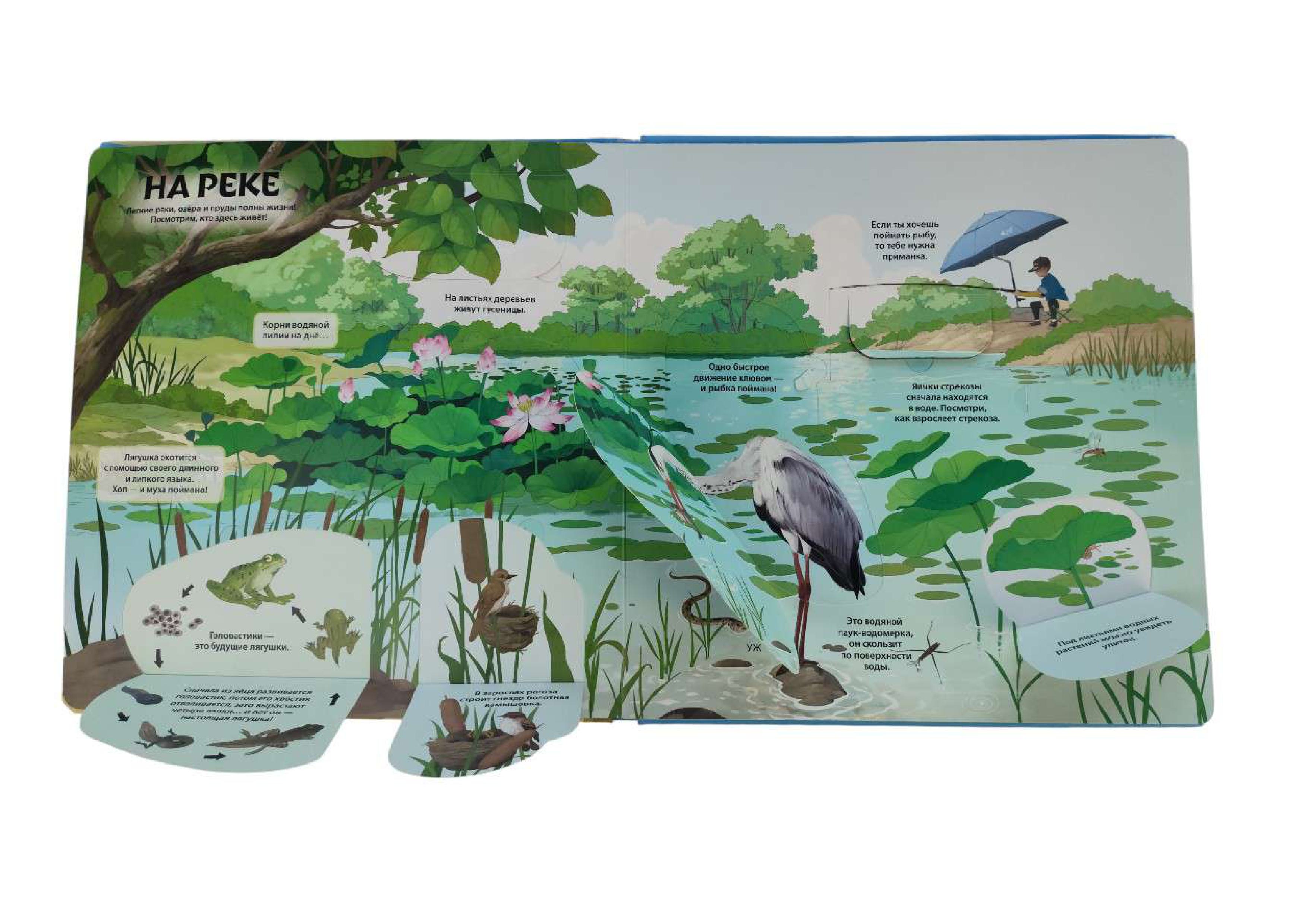 Книга Эксмо Животные и растения Энциклопедия - фото 7