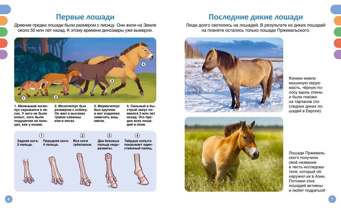 Книга Махаон лошади - фото 9