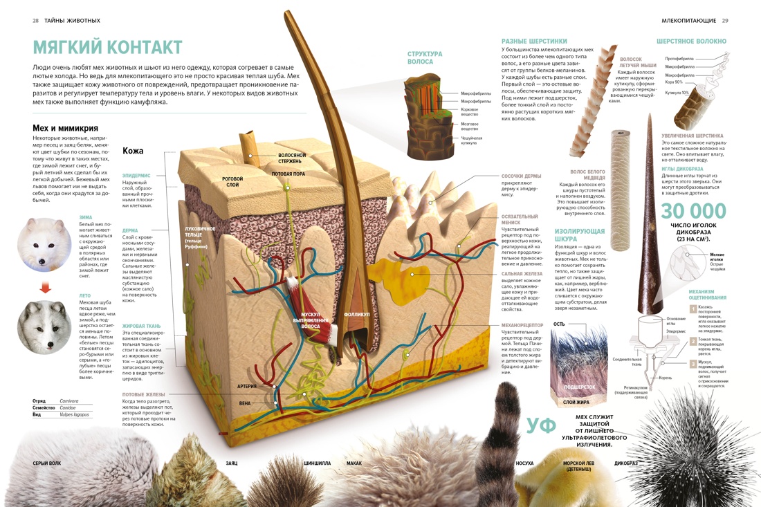 Книга Махаон Бертонатти К. Перейра Х. А. Тайны животных - фото 11