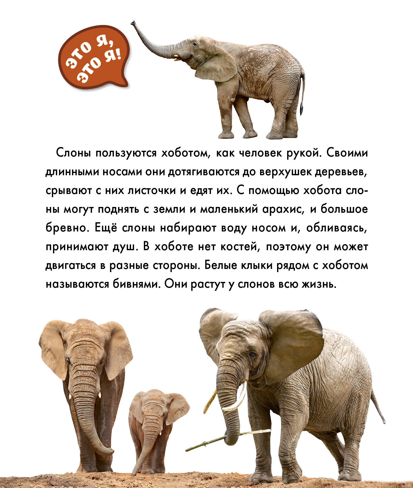 Энциклопедия для малышей АСТ Животные - фото 7