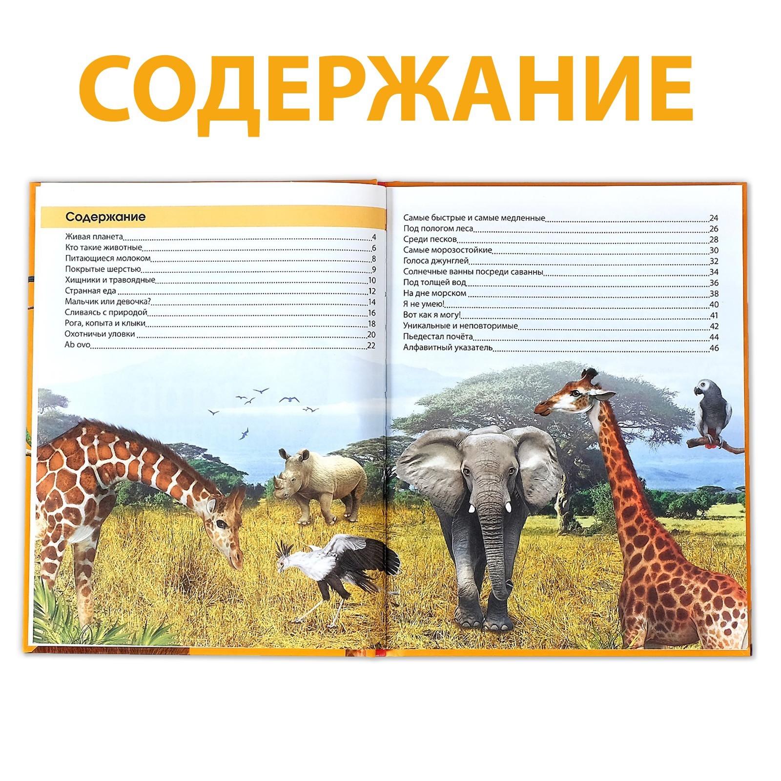 Энциклопедия Буква-ленд 200 фактов о животных 48 стр - фото 3