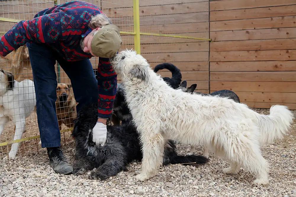 Собака Сандра - фото 5