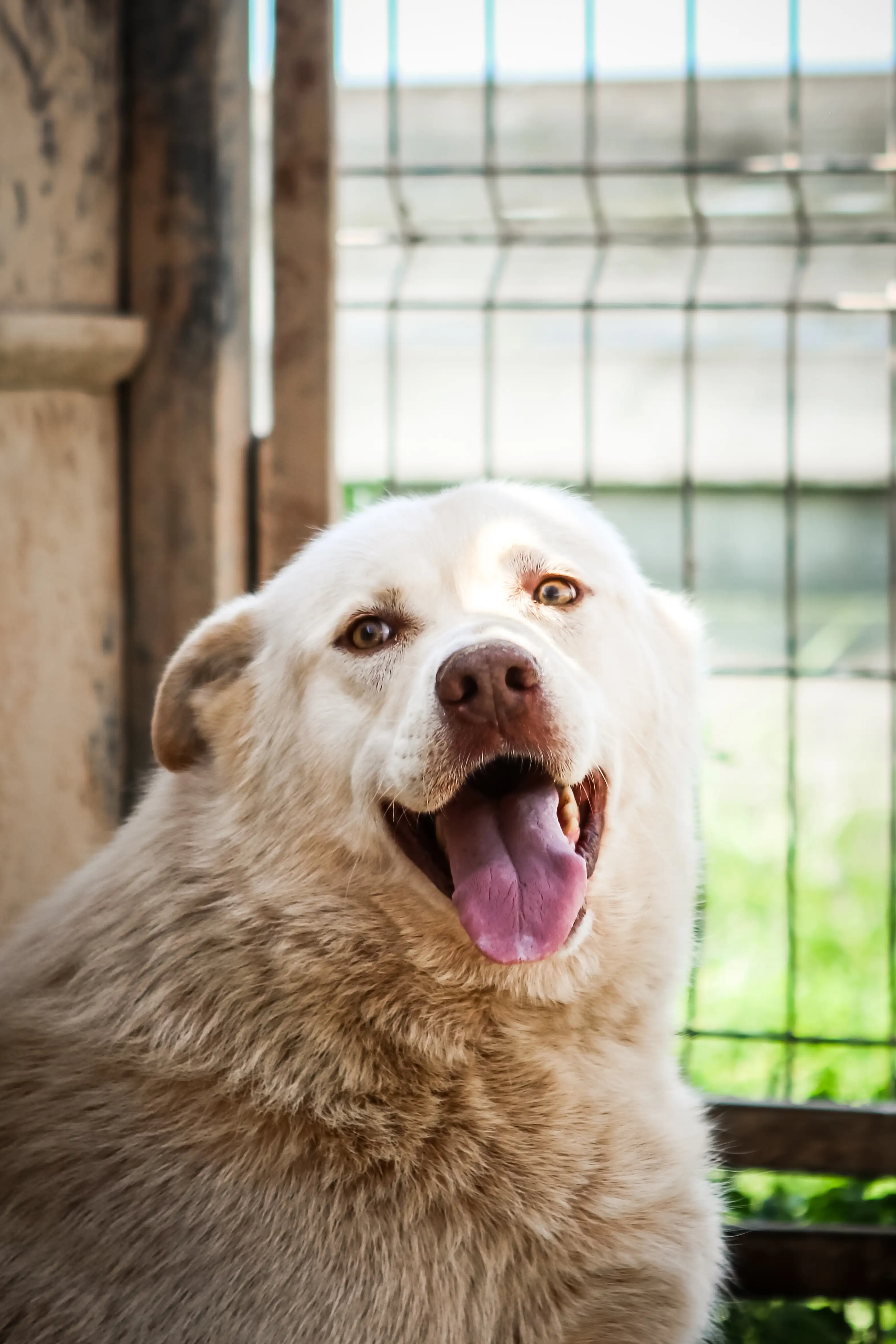 Собака Стив Мартин - фото 1