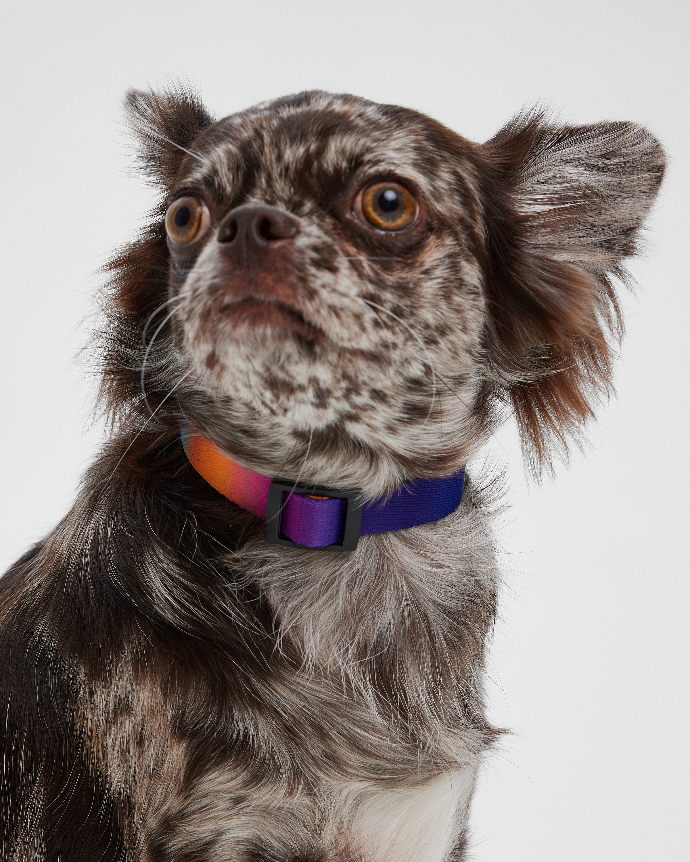 Ошейник для собак мелких пород Barbaks принт градиент полиэстер S (1.5*27-40см) - фото 1