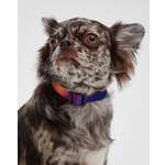 Ошейник для собак мелких пород Barbaks принт градиент полиэстер S (1.5*27-40см)