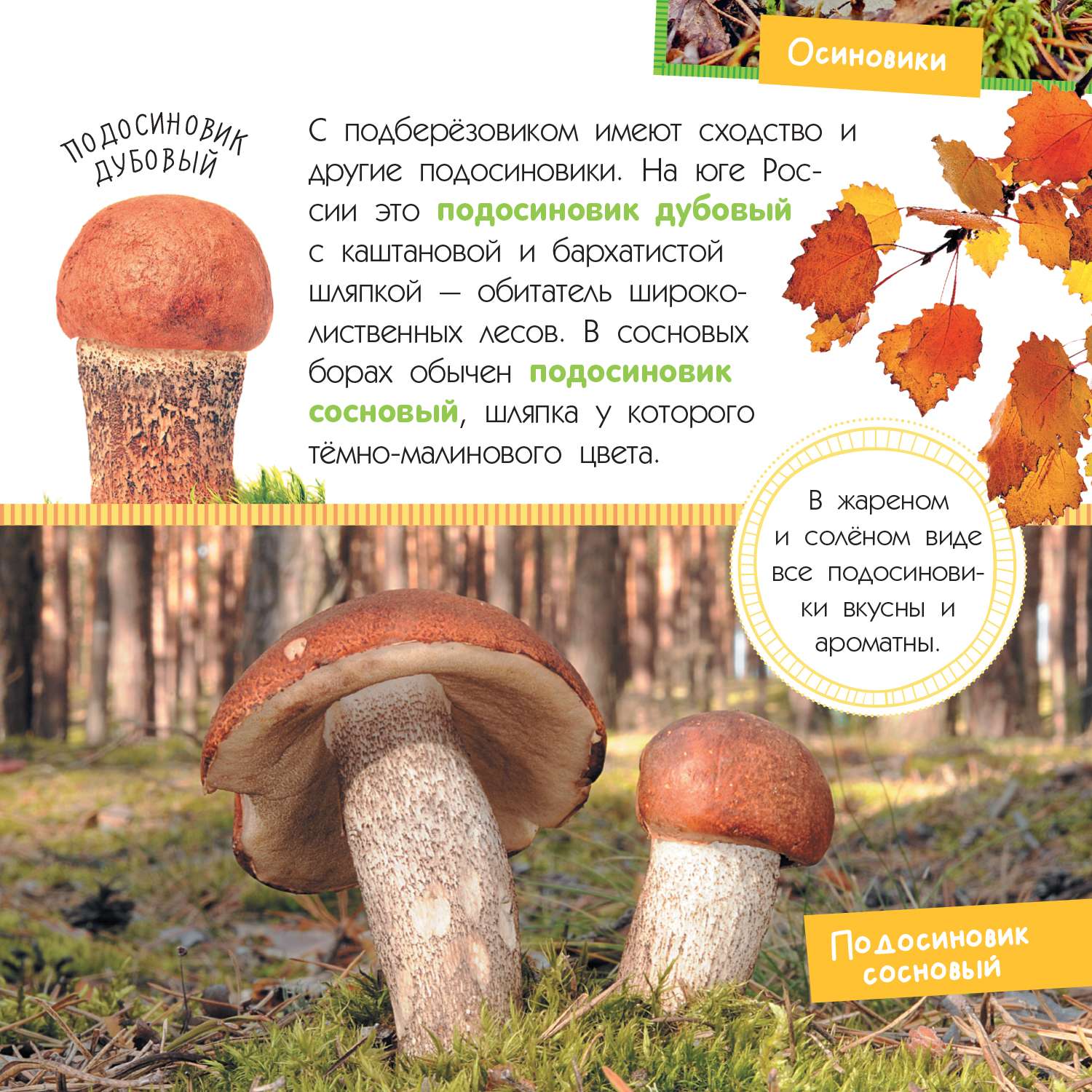Энциклопедия Грибы - фото 4