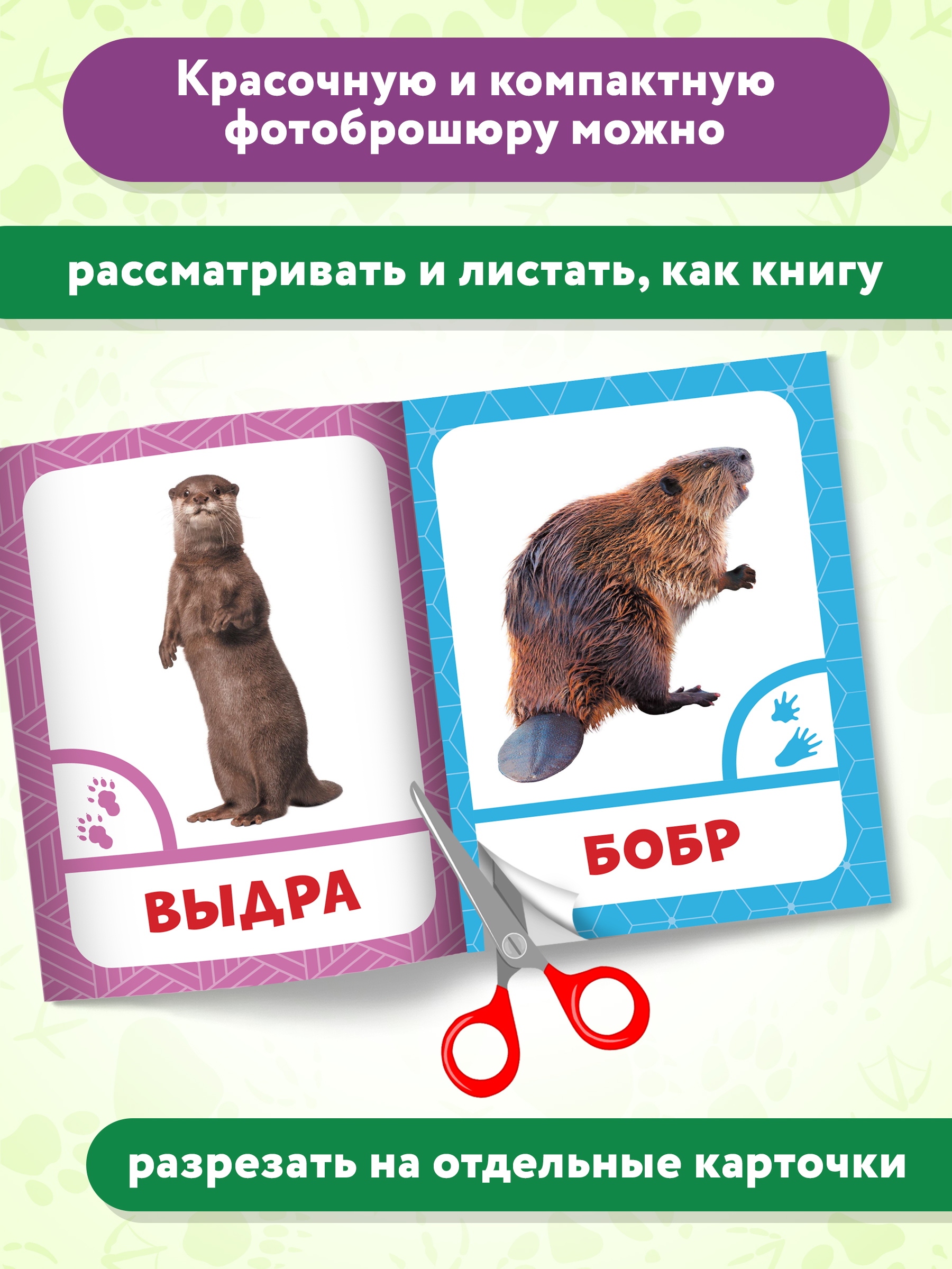 Книга Феникс Премьер Животные леса. Фотоброшюра 0+ - фото 5