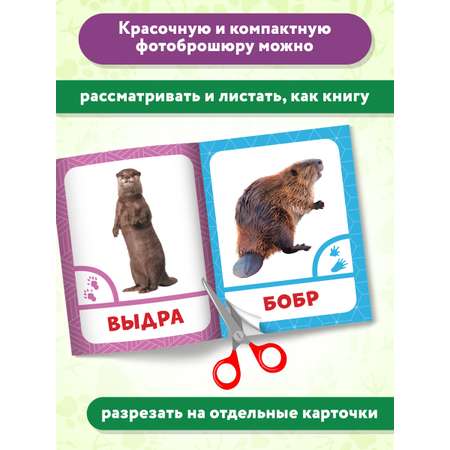 Книга Феникс Премьер Животные леса. Фотоброшюра 0+