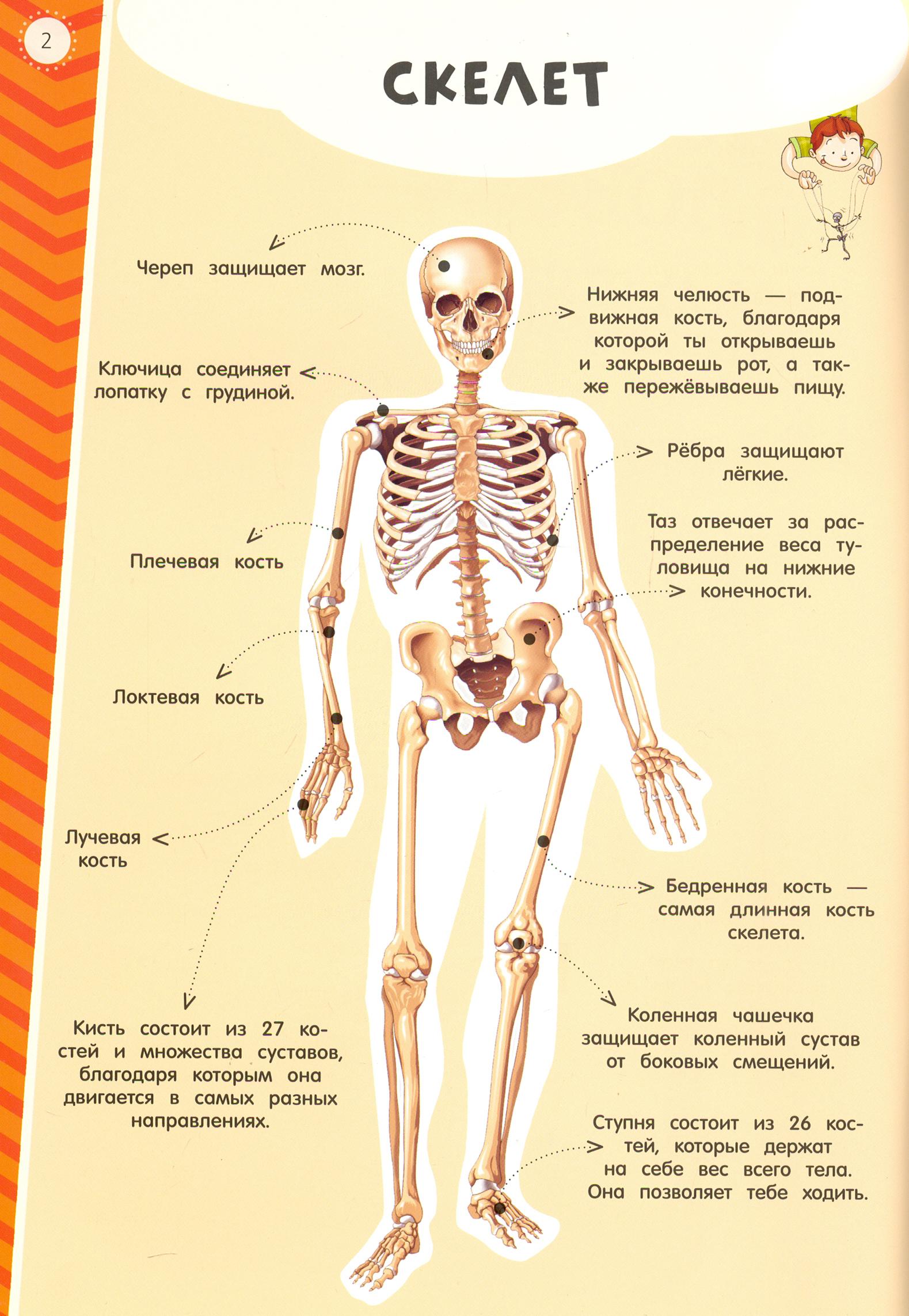 Книга Лабиринт Мой атлас с наклейками Тело человека - фото 5