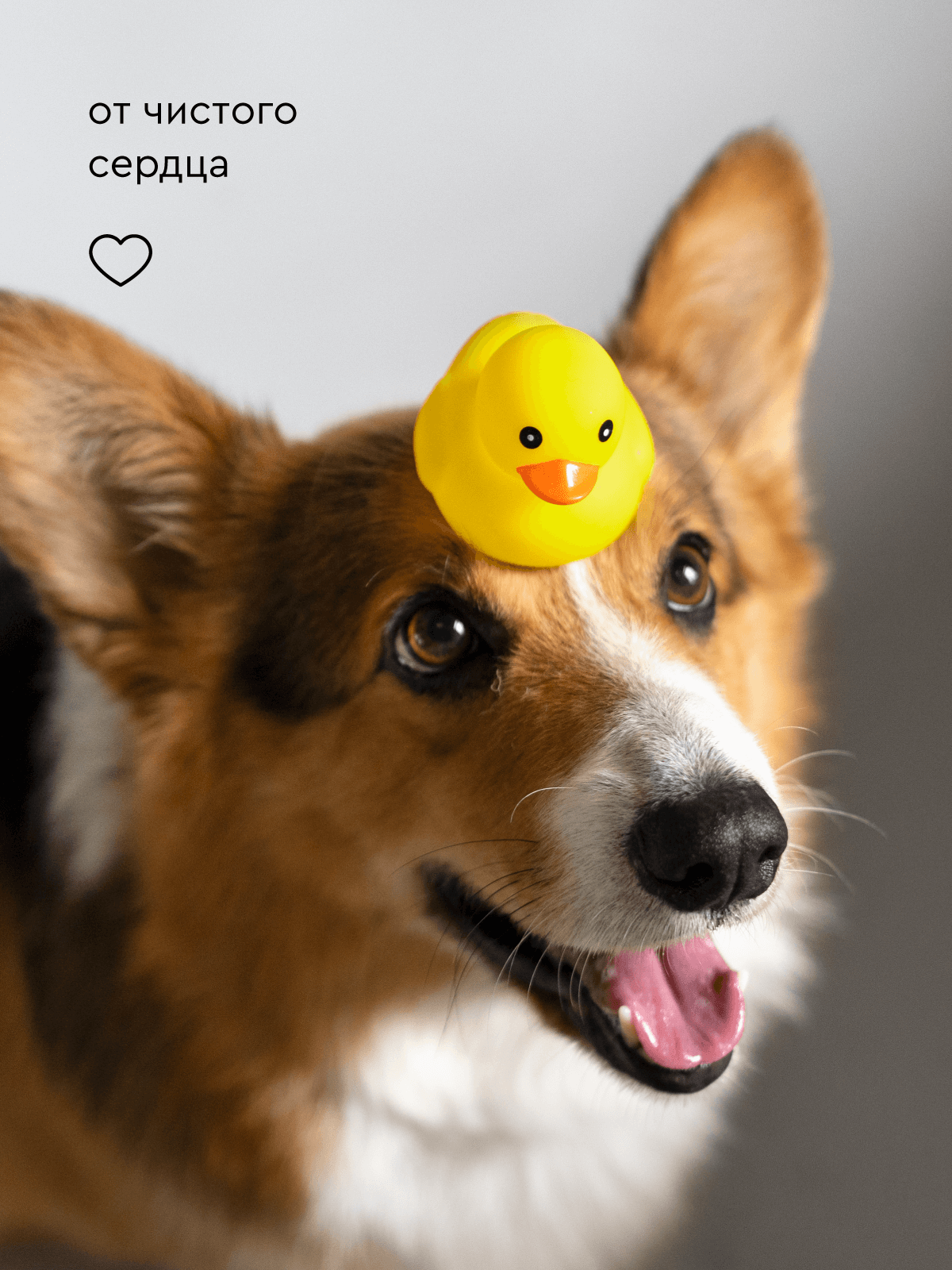 Шампунь с ароматом банана Pamilee универсальный домашний увлажняющий для собак - фото 13