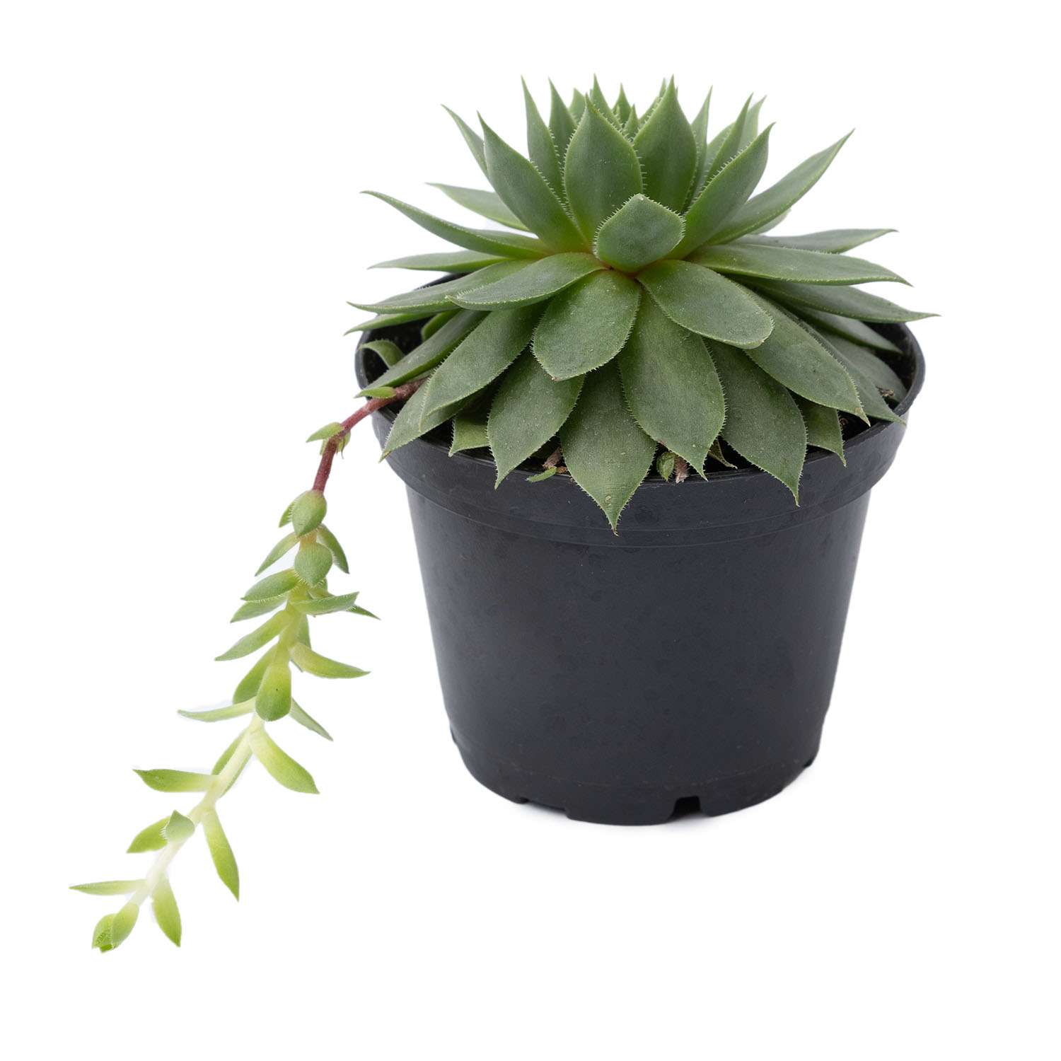 Растение ЕТК Суккуленты D7 в ассортименте - фото 5