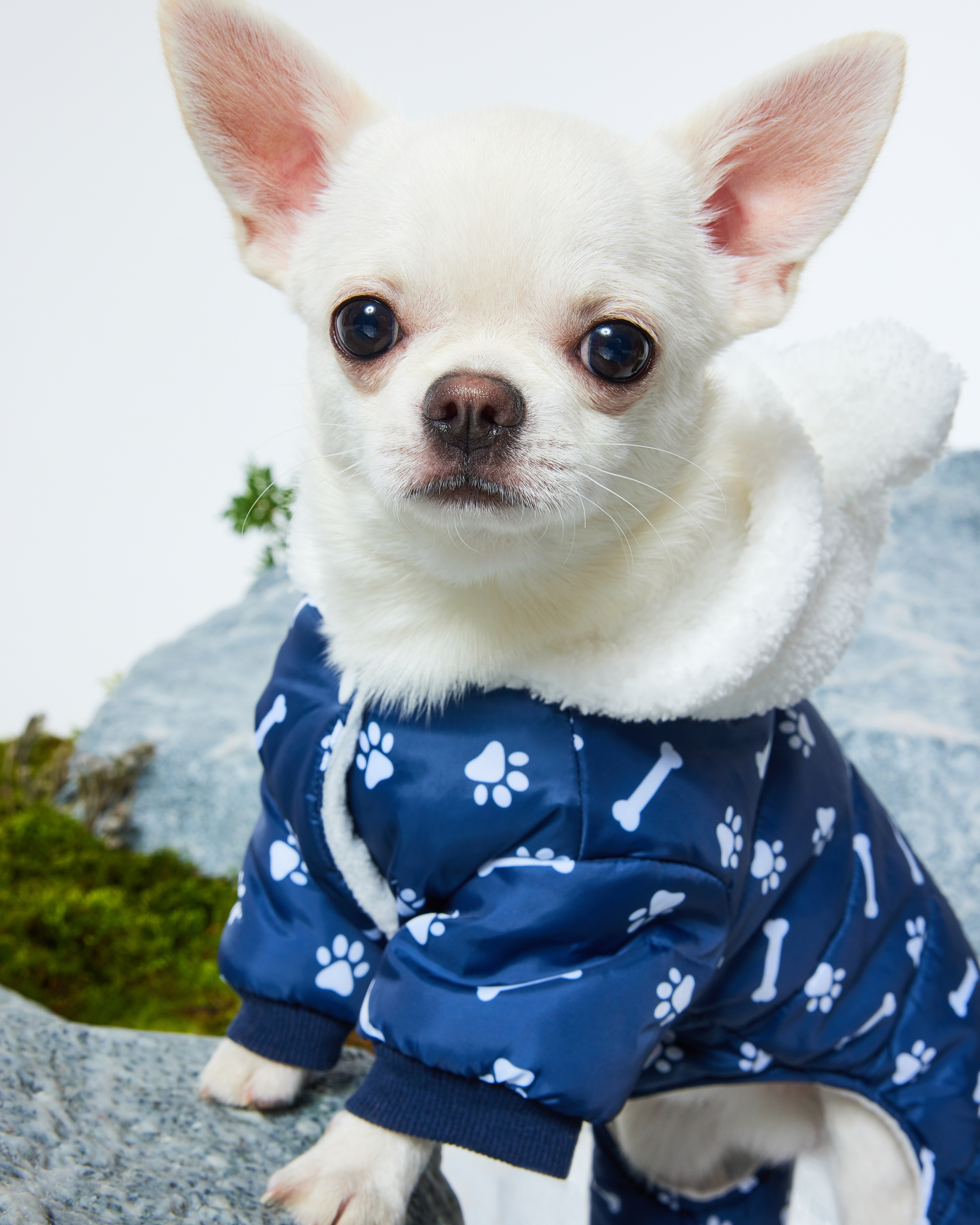 Комбинезон для собак и кошек Зоозавр - фото 1