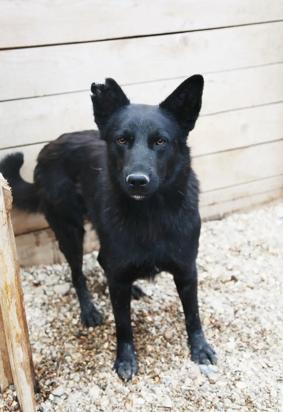 Собака Чирник - фото 3