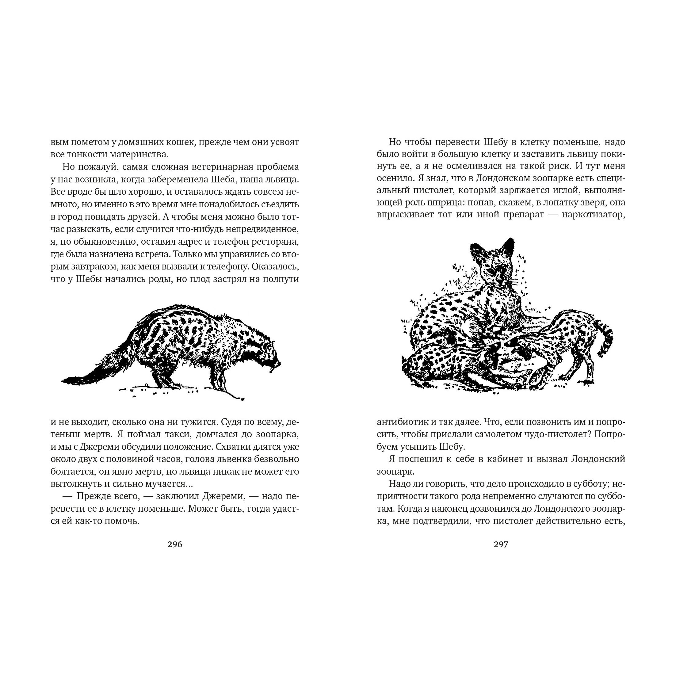 Книга АЗБУКА Путь кенгуренка. Поймайте мне колобуса - фото 7