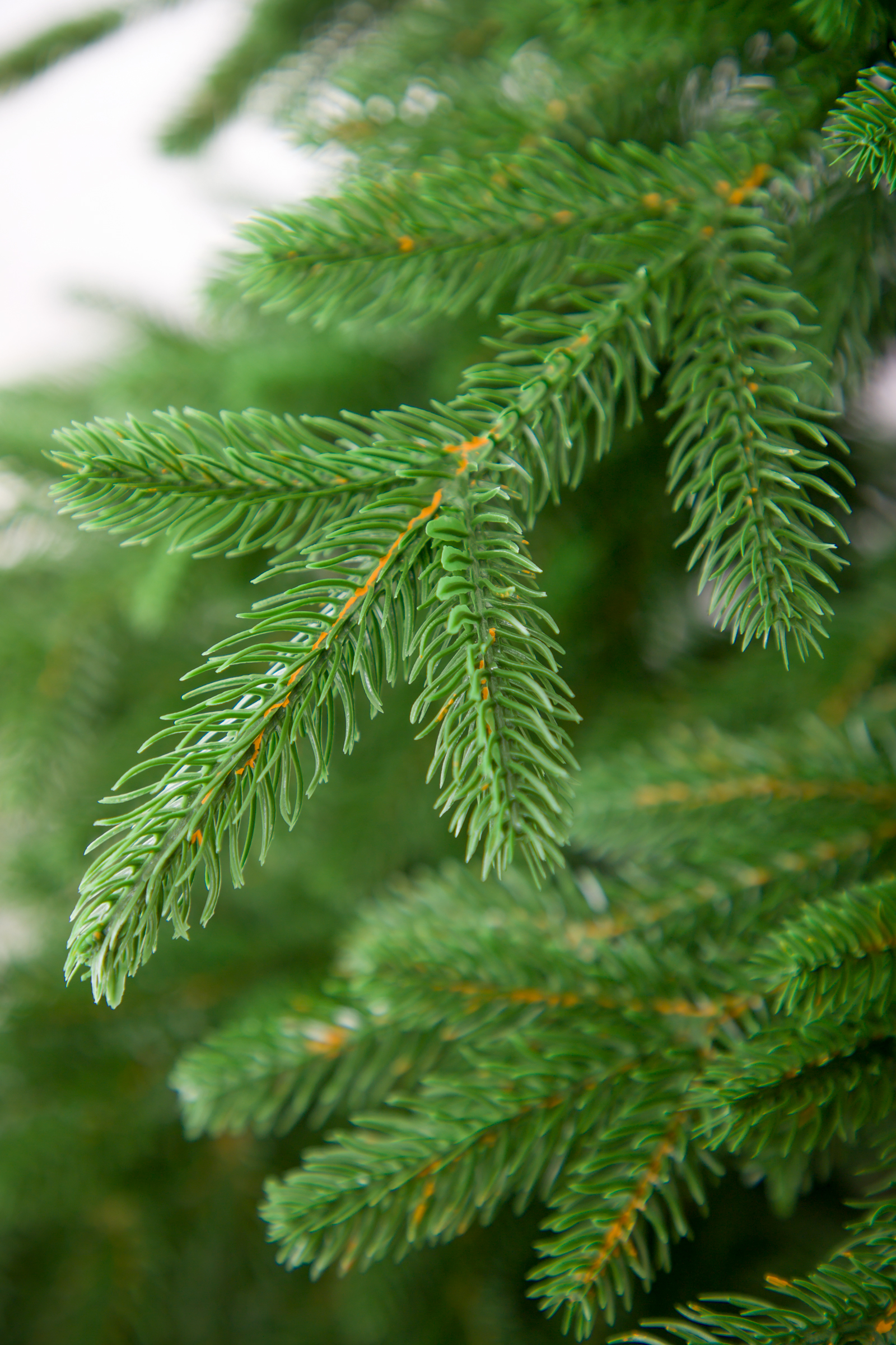 Ель Монарх Империя Ёлок 210 см - фото 3