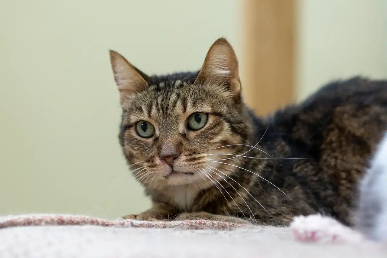 Кошка Ия - фото 2