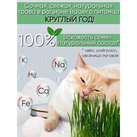 Трава для кошек Nestingbox семена для проращивания