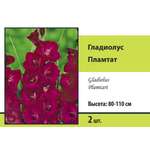 Гладиолус крупноцветковый . Пламтат 2шт