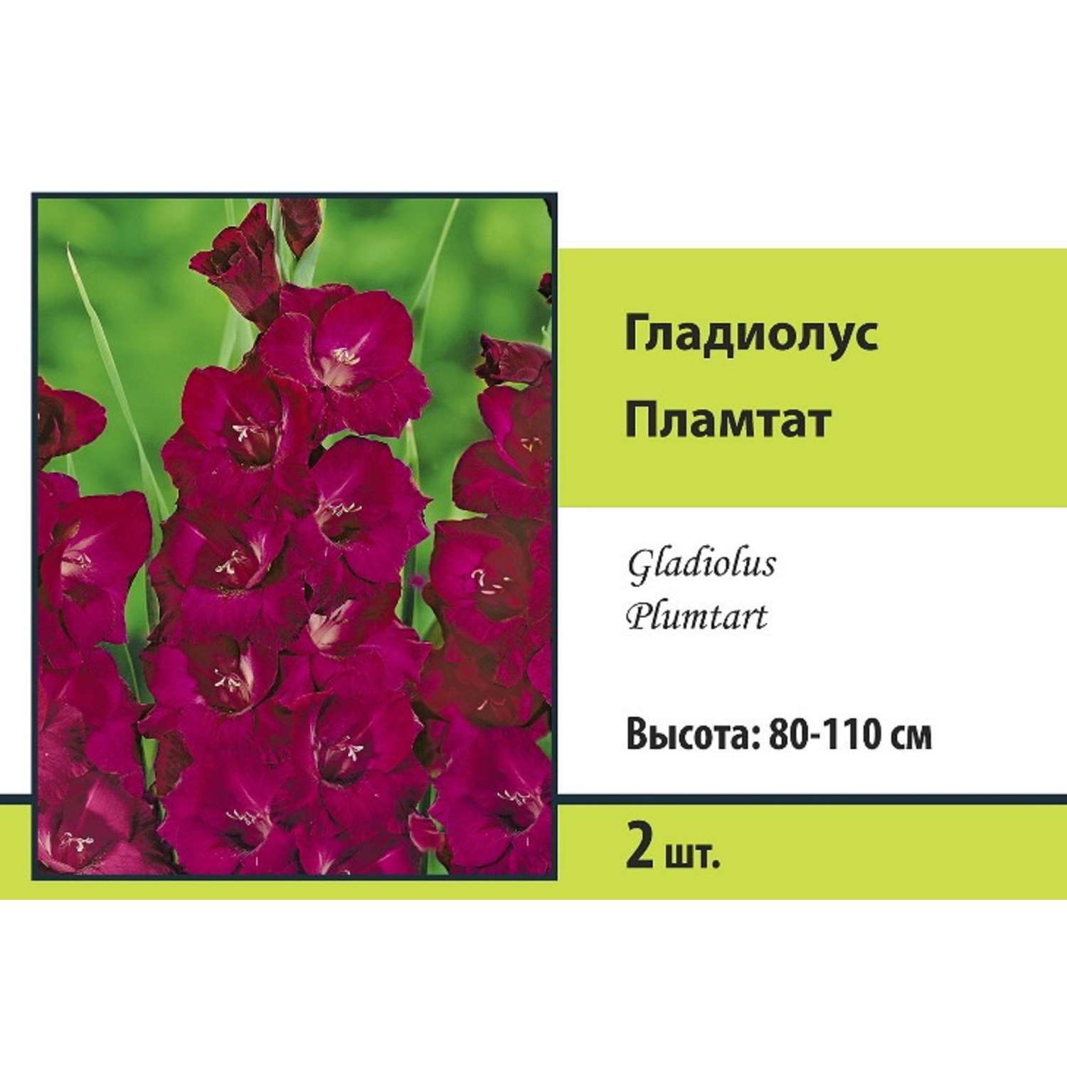 Гладиолус крупноцветковый . Пламтат 2шт - фото 1