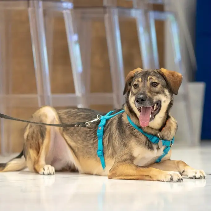 Собака Рига - фото 4