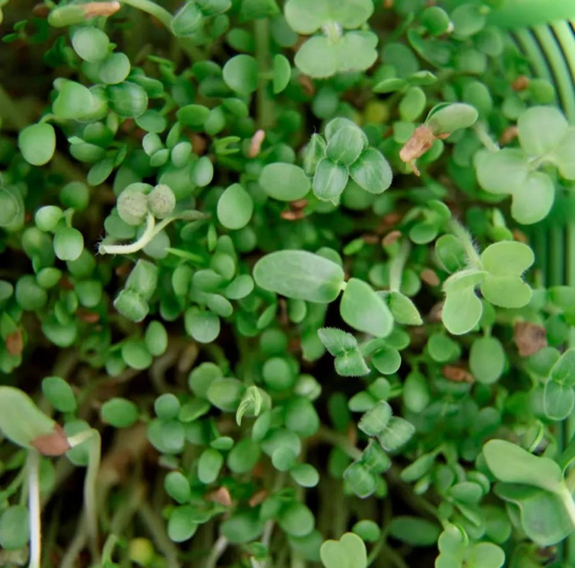 Семена для микрозелени Никольские ПроРостки люцерна, красный клевер, пажитник, кунжут, горчица - фото 3