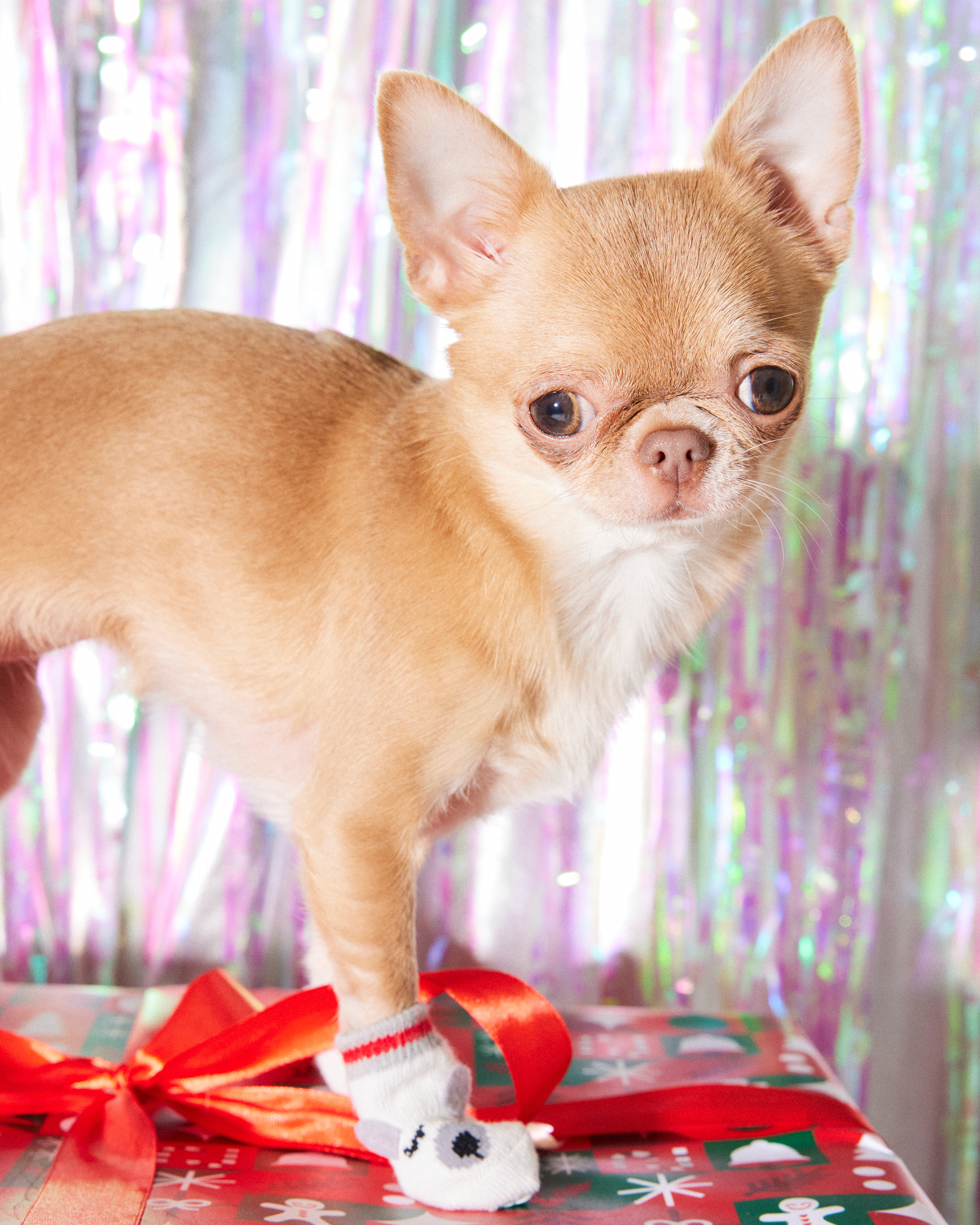 Носочки для собак и кошек Зоозавр 4 шт - фото 1