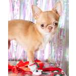 Носочки для собак и кошек Зоозавр 4 шт