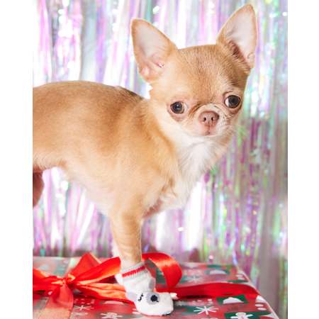 Носочки для собак и кошек Зоозавр 4 шт