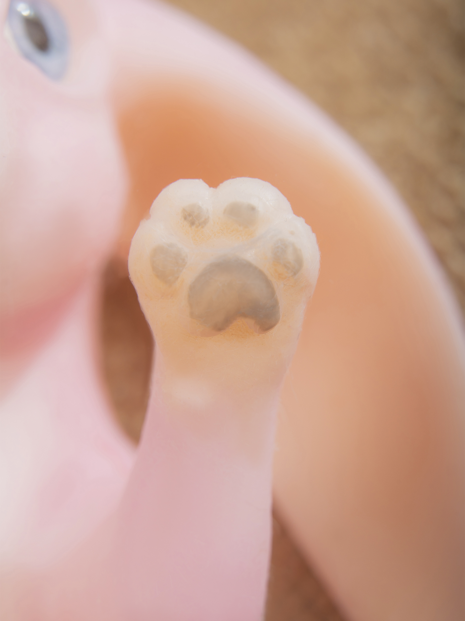 Кукла мини Magic Manufactory Magic history Зайчонок розовый высота 15 см 4631165602295 - фото 23