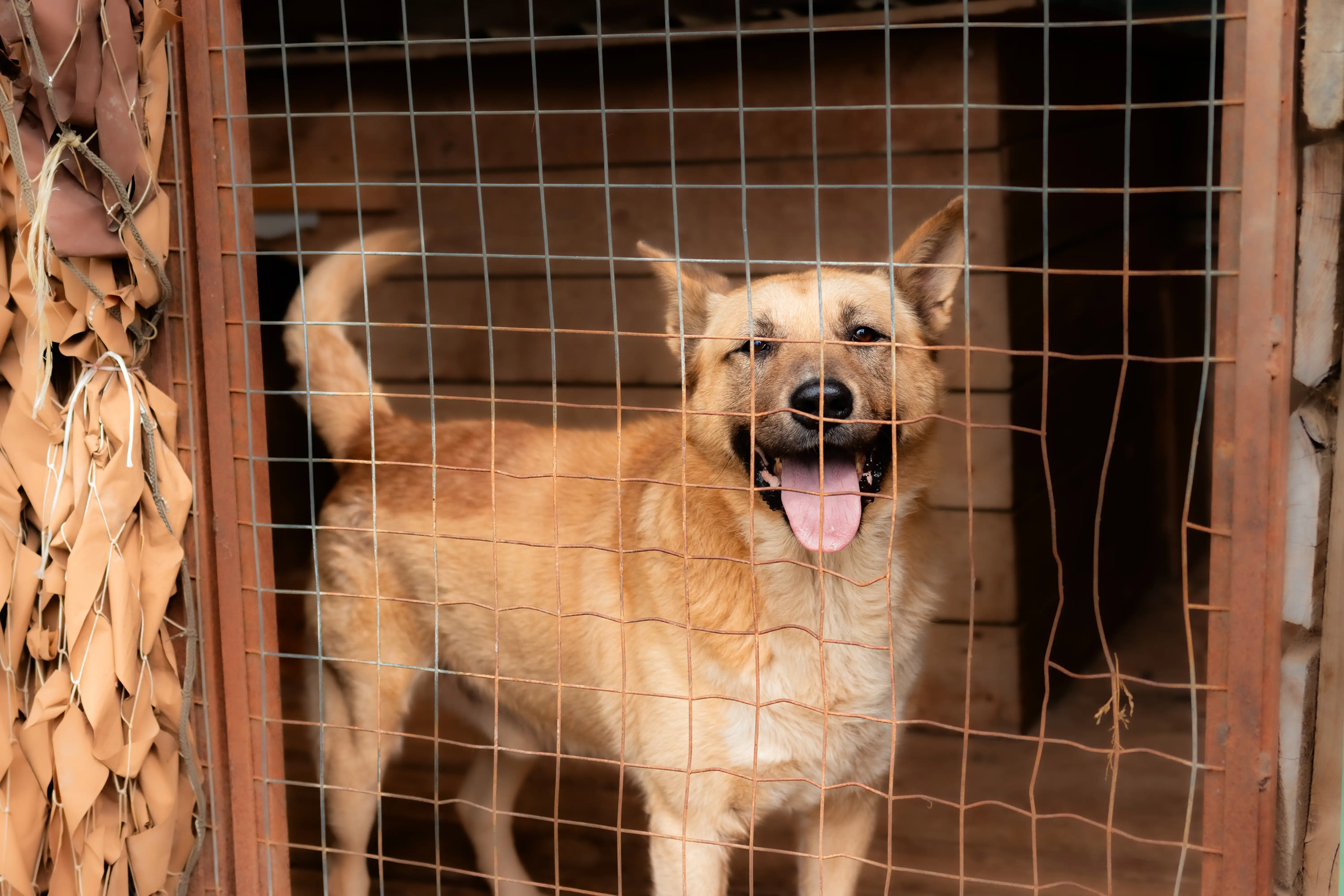 Собака Снежок - фото 5