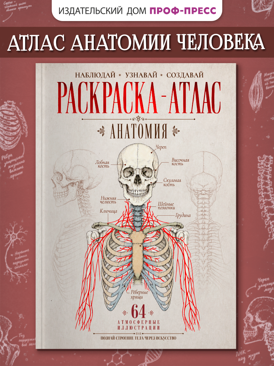 Раскраска-атлас Проф-Пресс Анатомия человека - фото 1