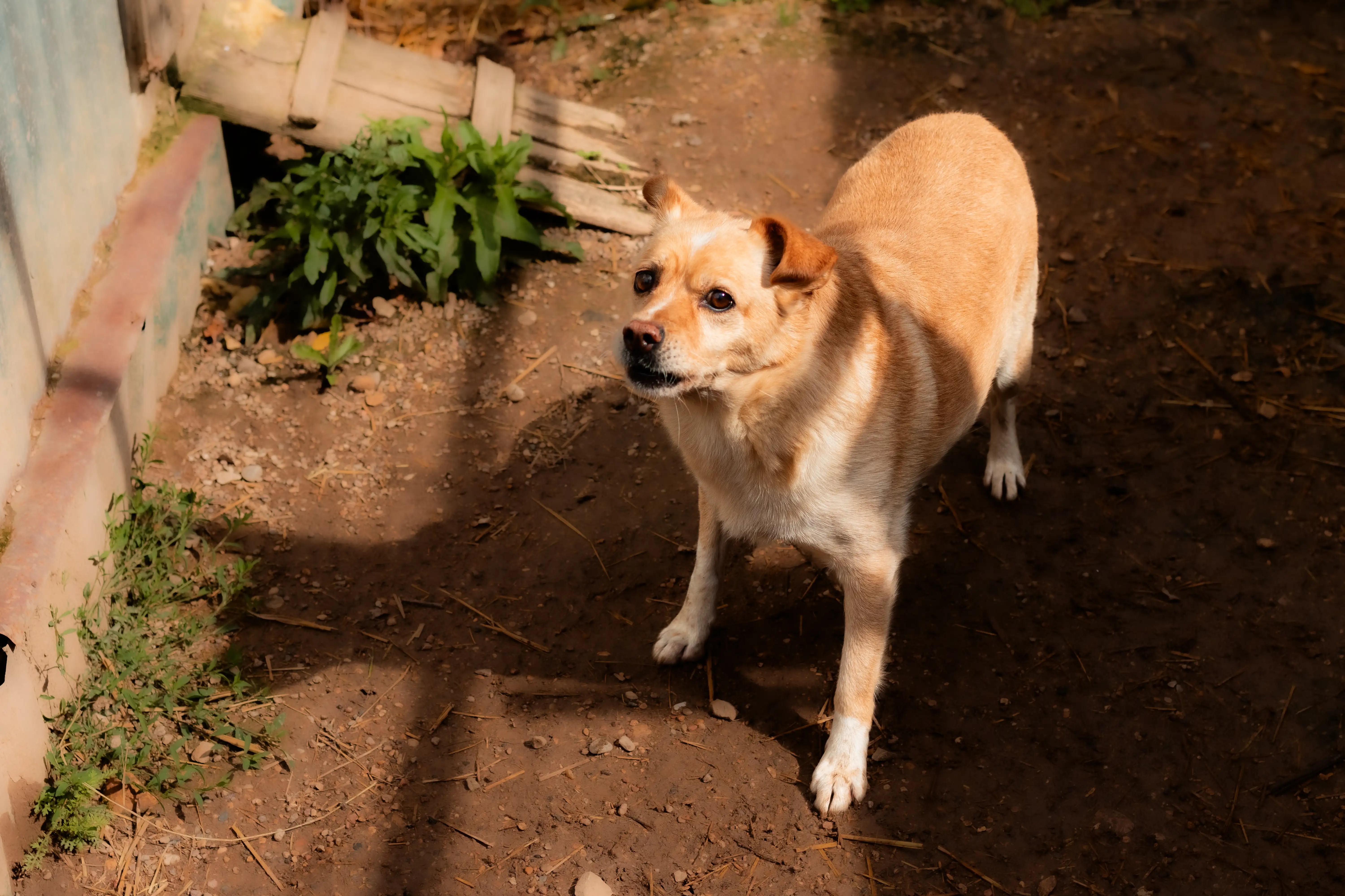 Собака Бука - фото 4