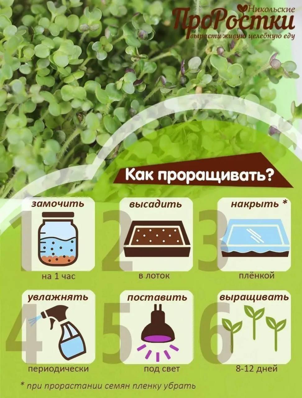 Семена для микрозелени MegaMedia горчица - фото 7