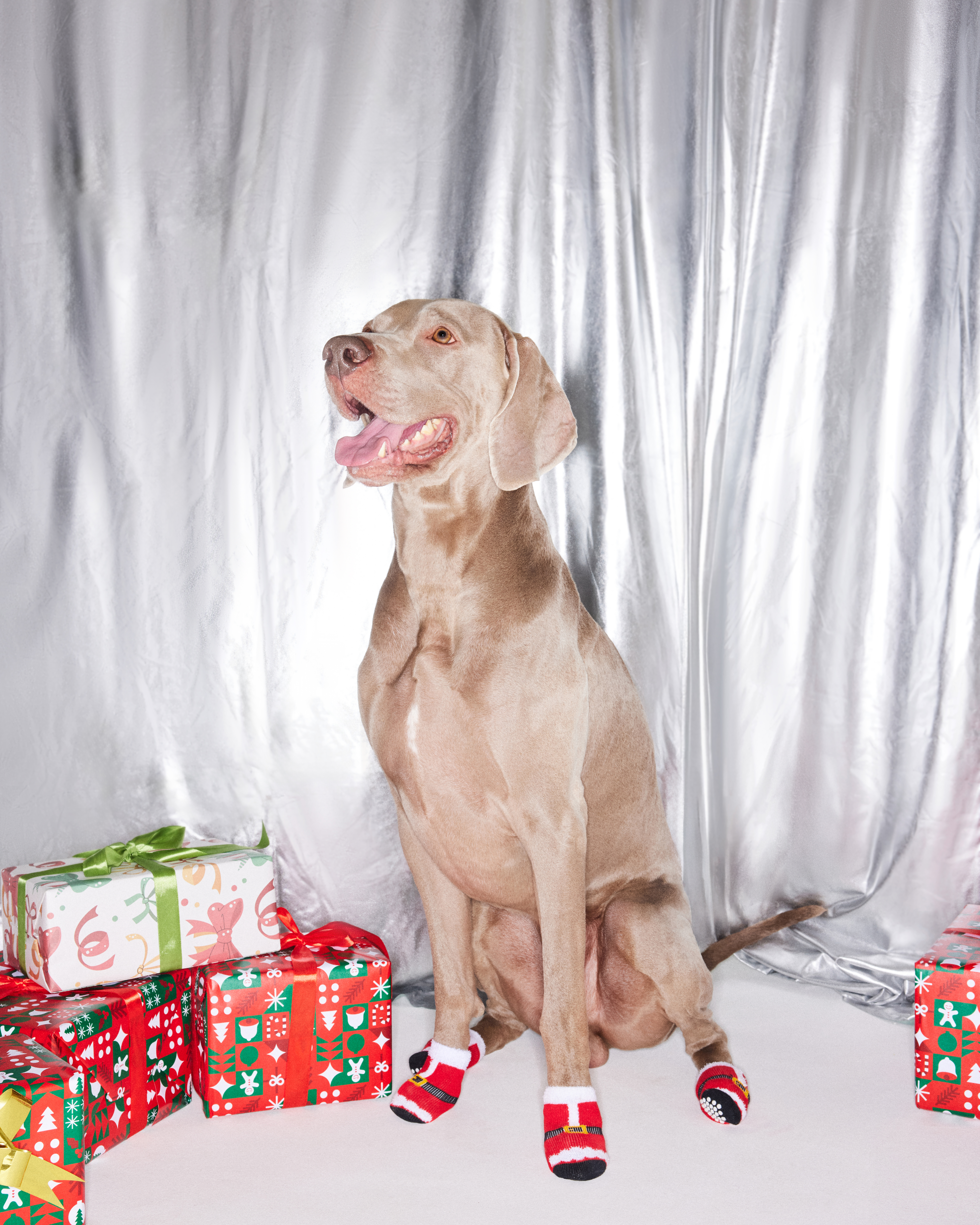 Носочки для собак и кошек Зоозавр 4 шт - фото 1