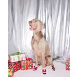 Носочки для собак и кошек Зоозавр 4 шт