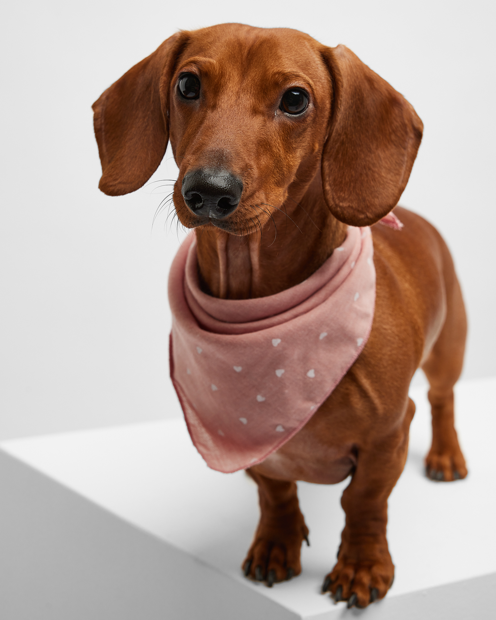 Шарф для собак и кошек Зоозавр - фото 1