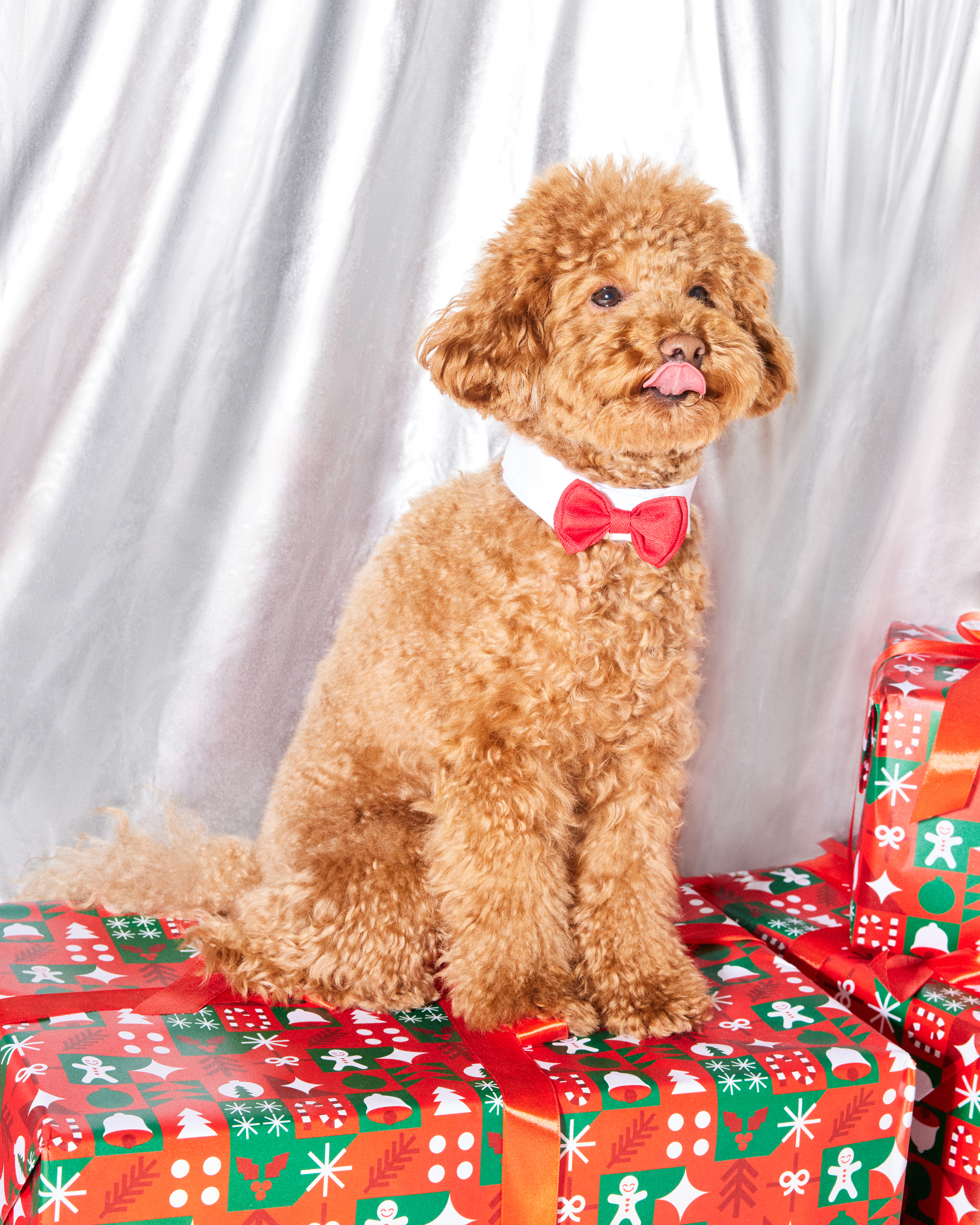 Галстук-бабочка Зоозавр для собак и кошек - фото 2