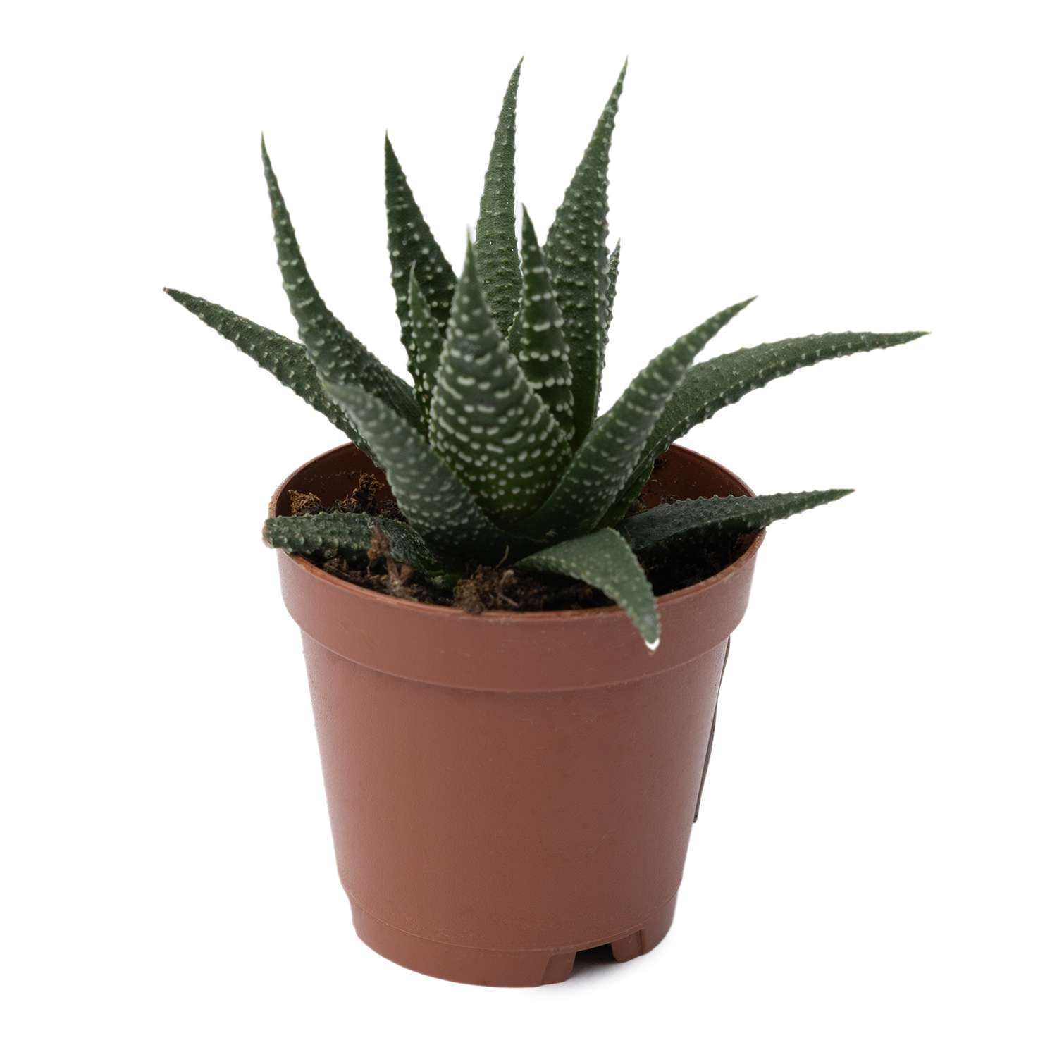 Растение ЕТК Суккуленты D5.5 в ассортименте - фото 15