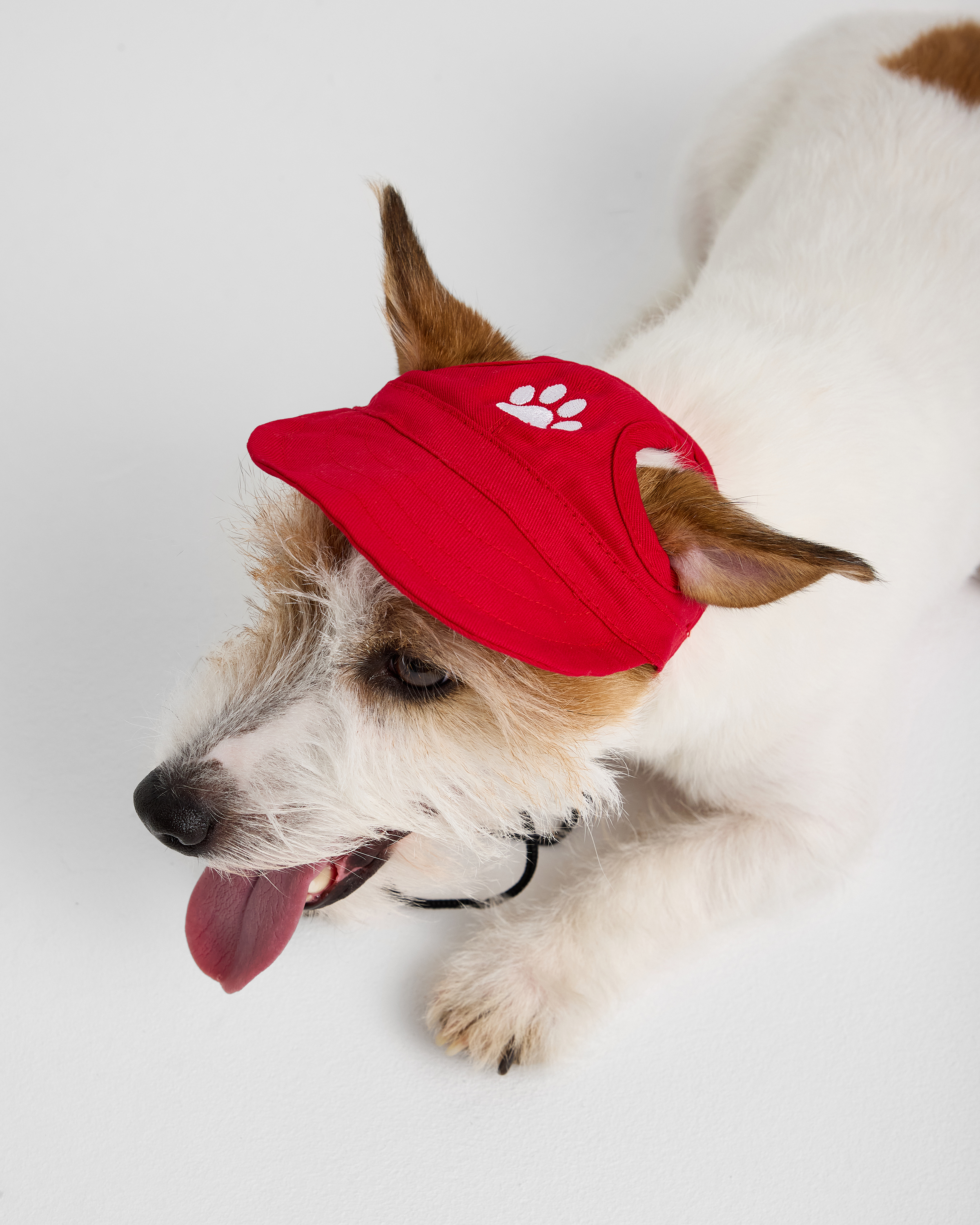 Кепка для собак и кошек Зоозавр - фото 3