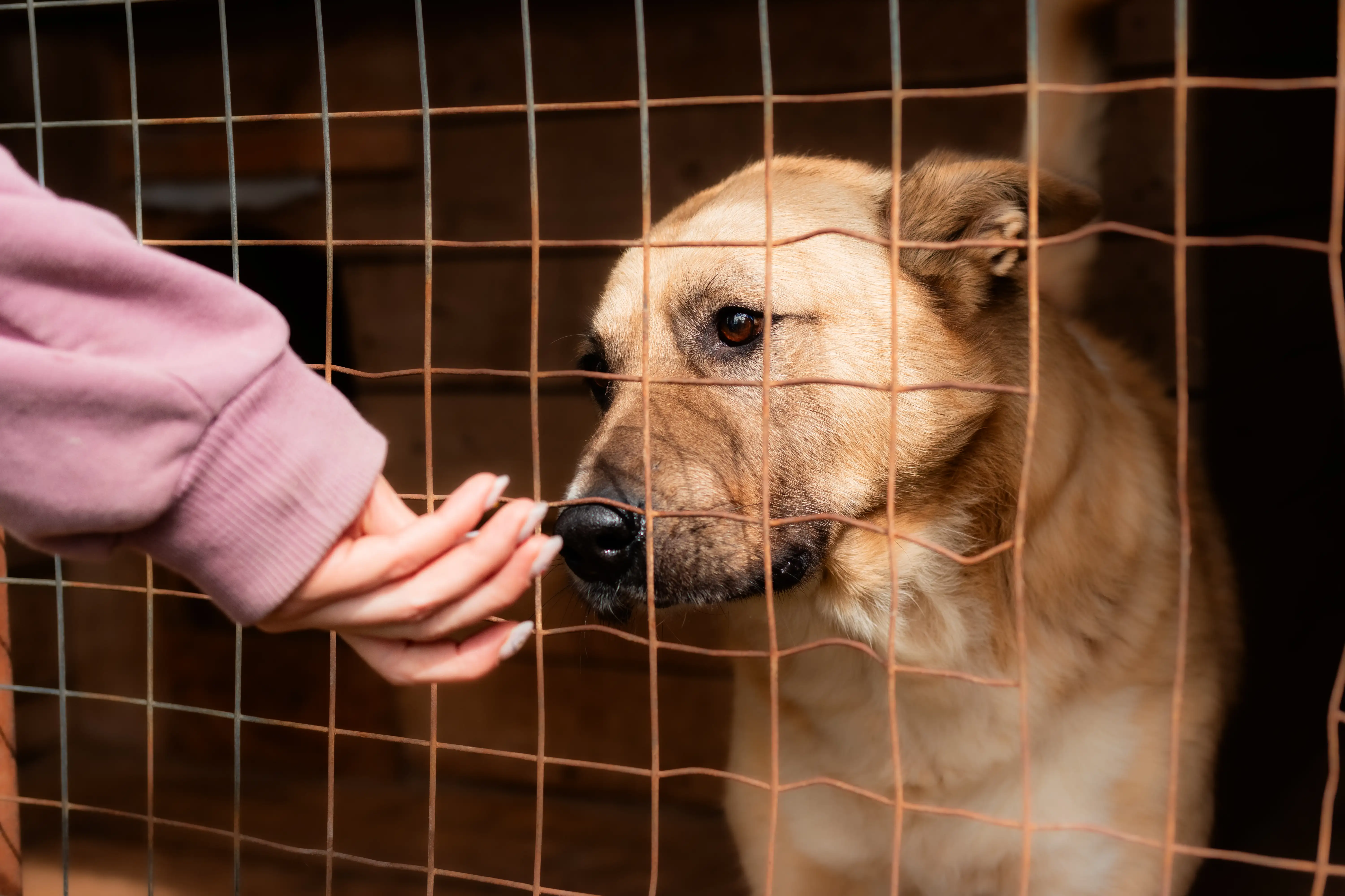 Собака Снежок - фото 1