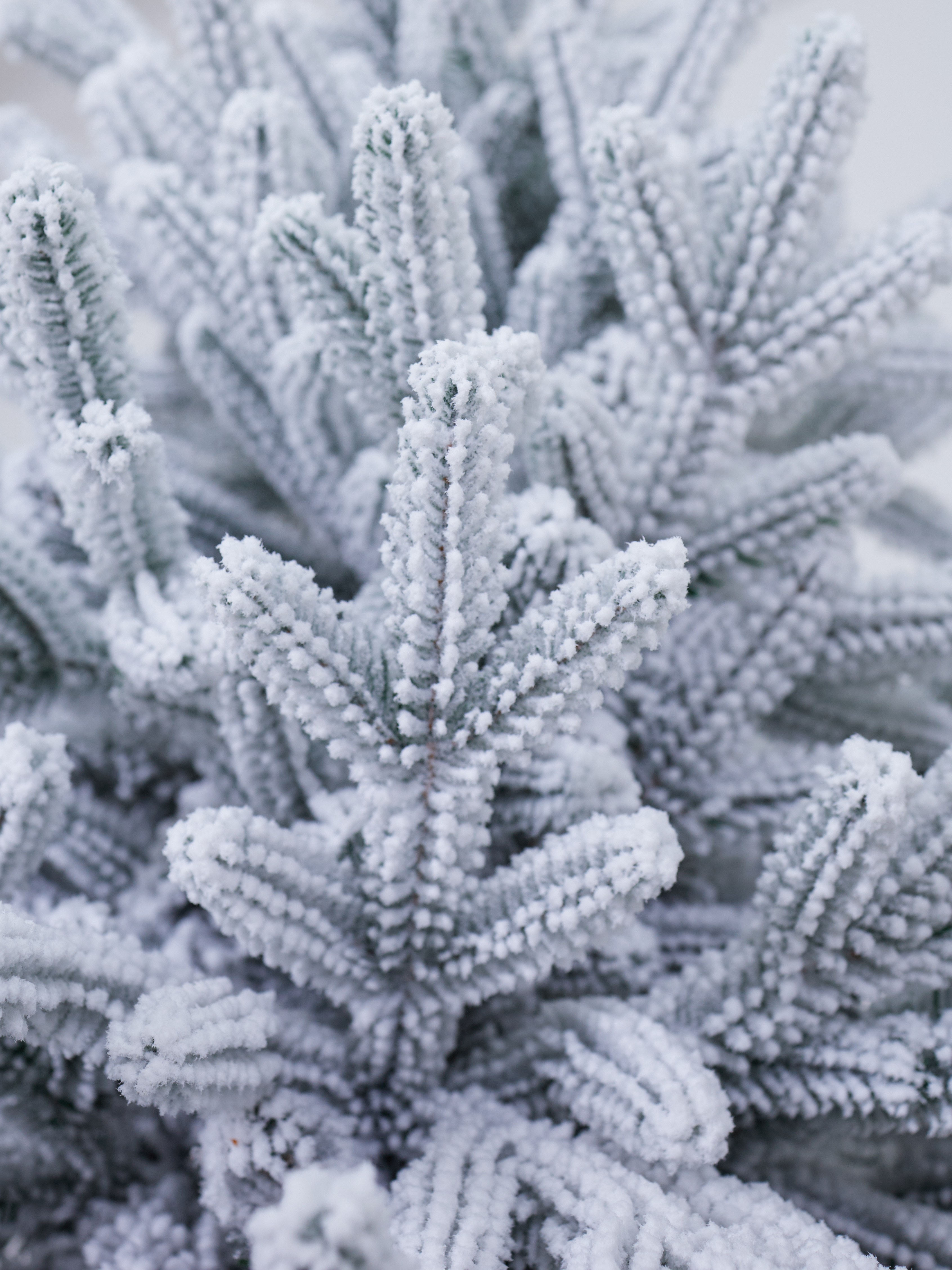 Искусственная ель Наша елка Камчатская заснеженная 3,2 м - фото 6