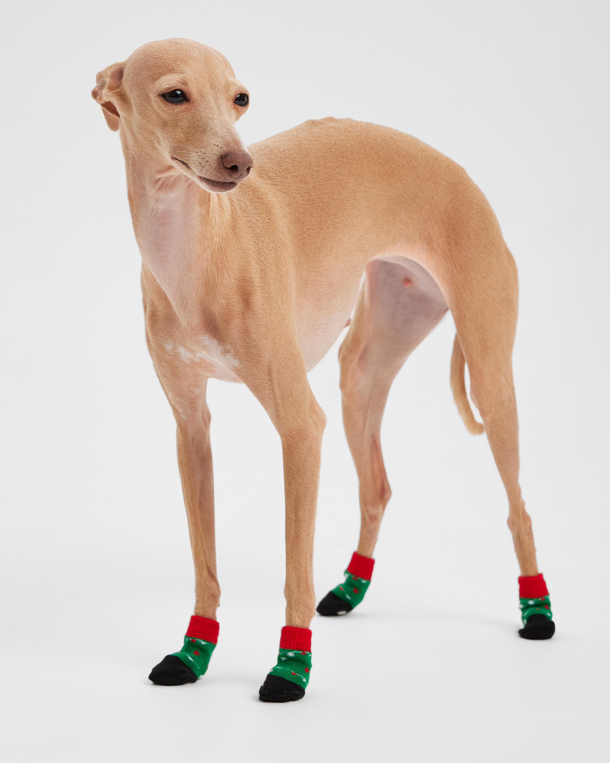 Носочки для собак и кошек Зоозавр 4 шт - фото 1