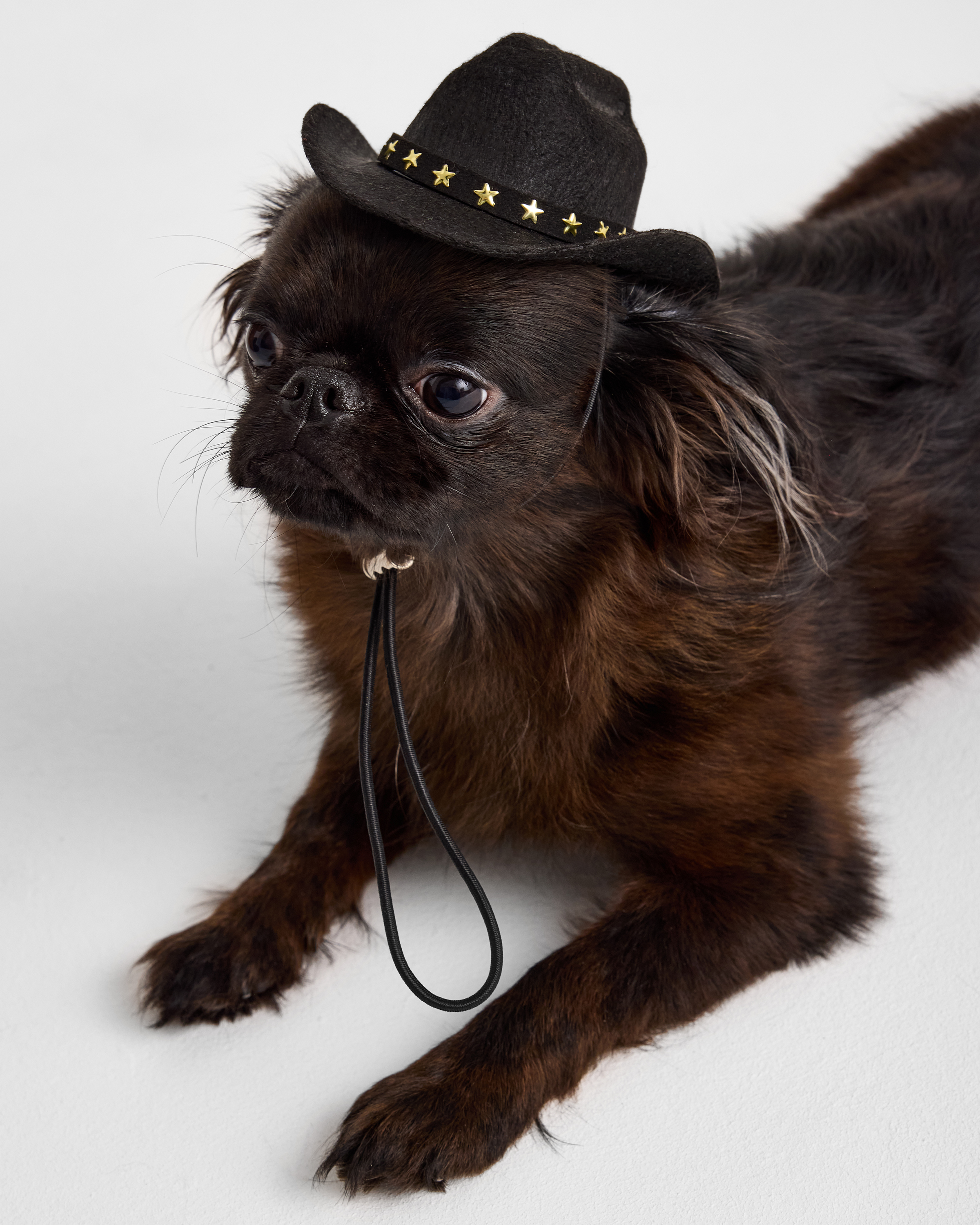 Изображение товара Шляпа для собак и кошек Зоозавр: S