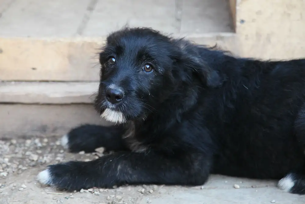 Собака Далина - фото 4