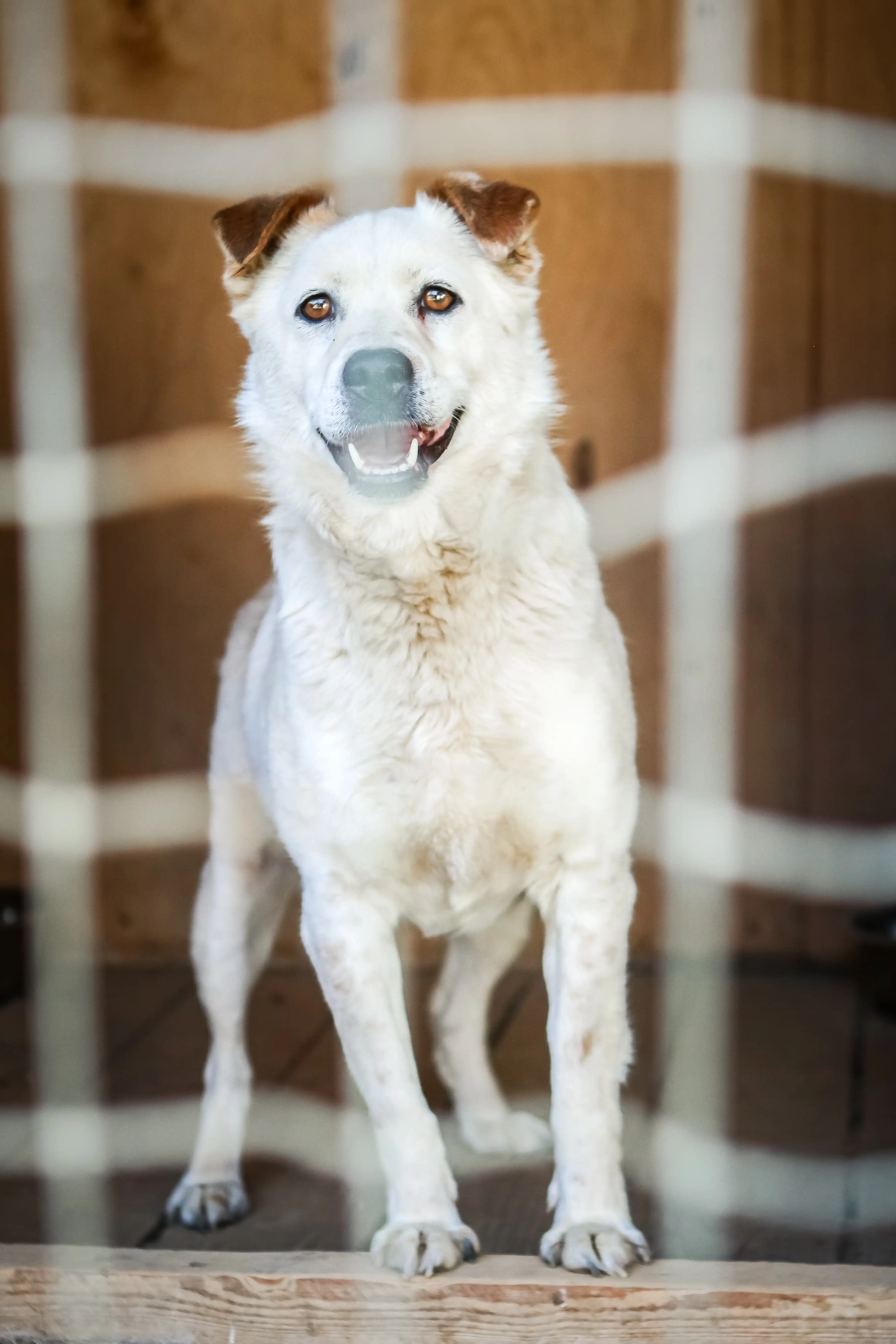 Собака Гарантин - фото 5