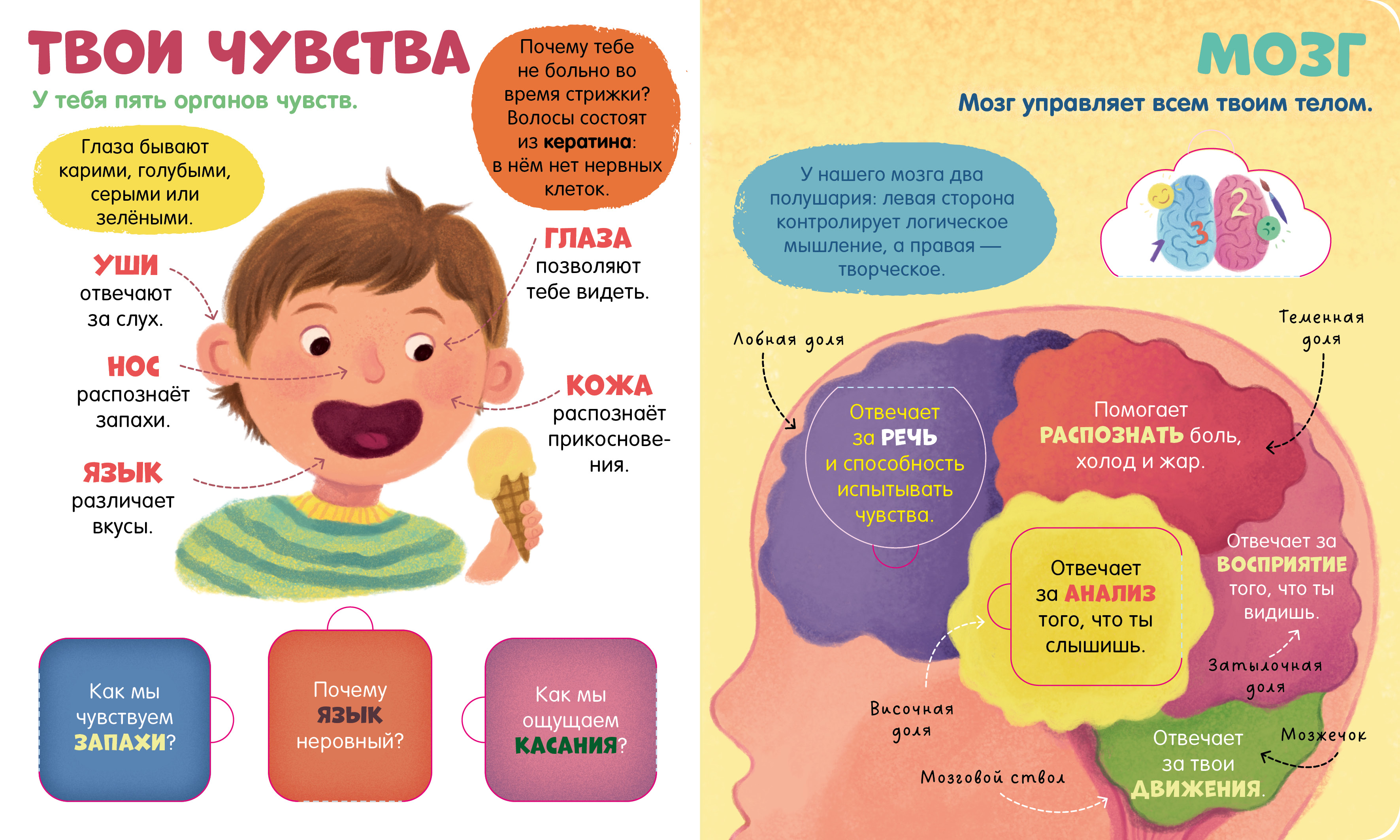 Книжка с окошками Clever Тело человека - фото 6