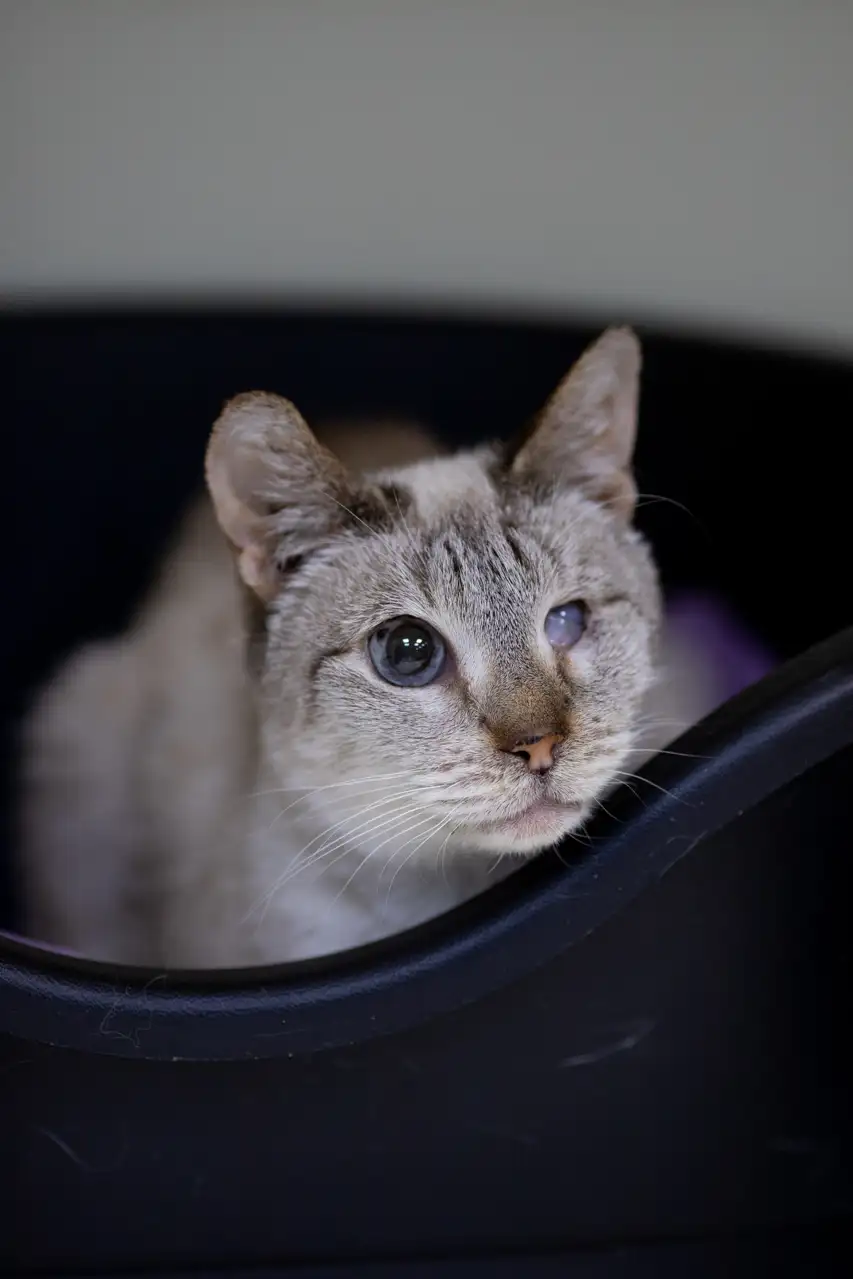 Кошка Ахен - фото 3