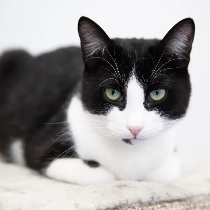 Кошка Кларнет - фото 3