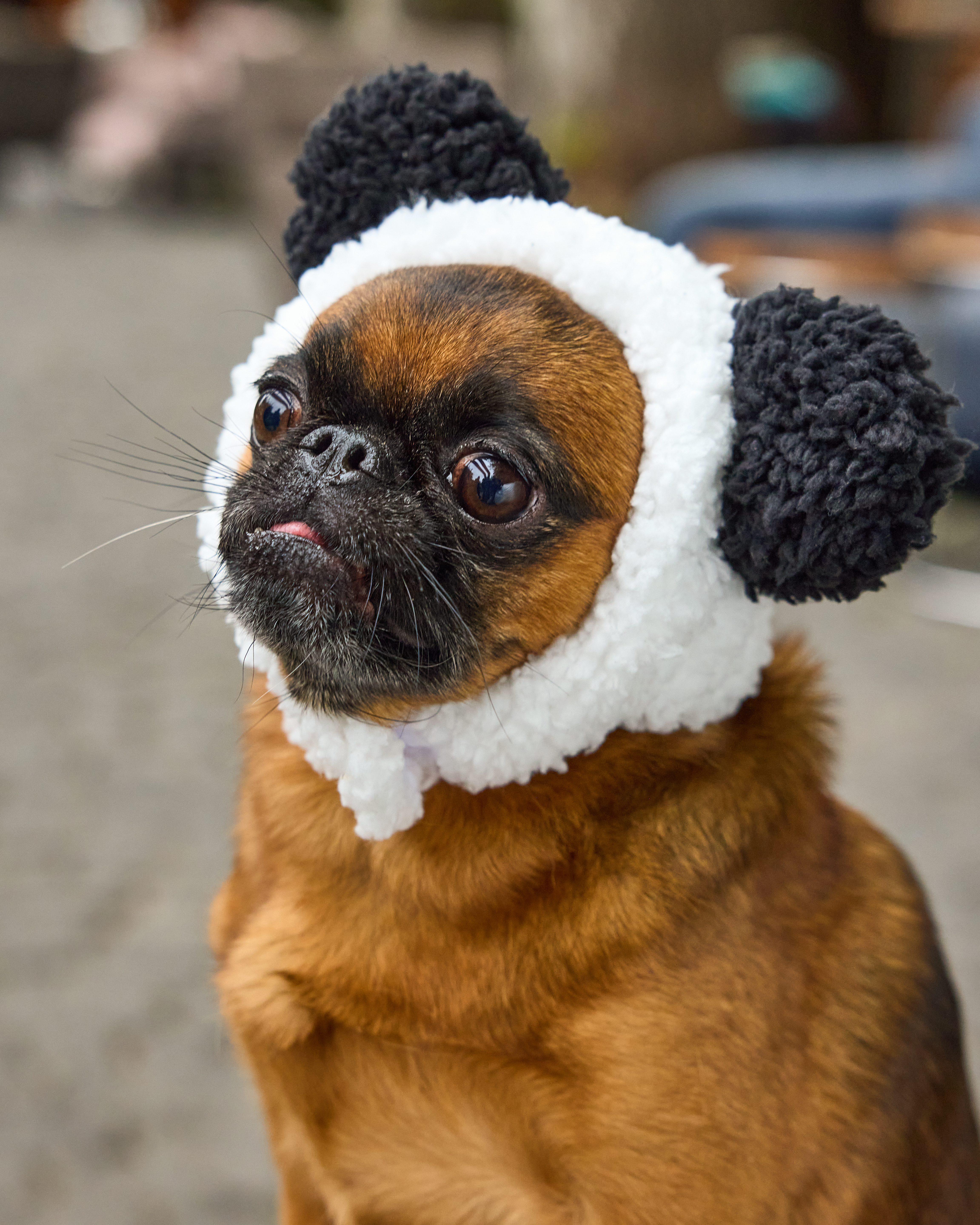 Шапка для собак и кошек Зоозавр - фото 10