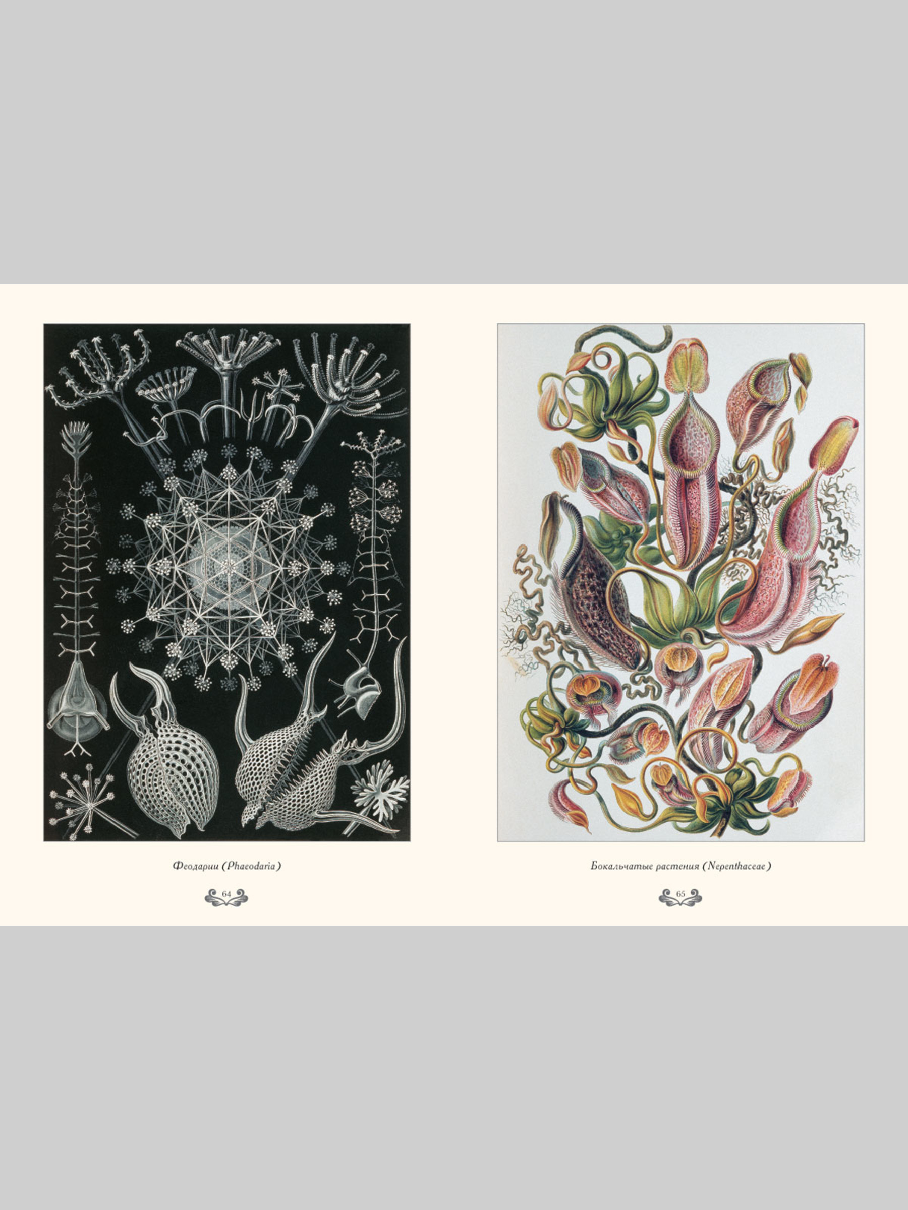 Книга Белый город Красота форм в природе. Э. Геккель (Великие полотна) - фото 7